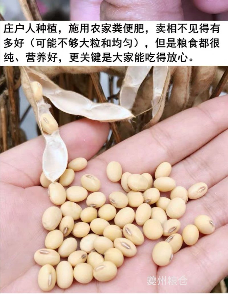 2020新豆，蛋白48，水分11产地直供支持线上保障交易
