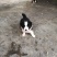 纯种边境牧羊犬