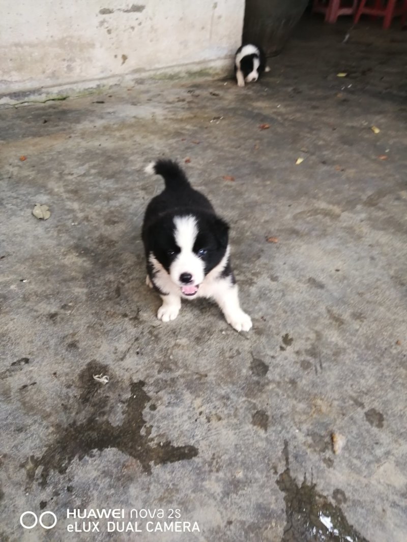纯种边境牧羊犬