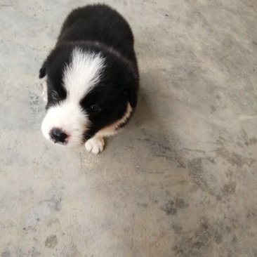 纯种边境牧羊犬