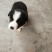 纯种边境牧羊犬