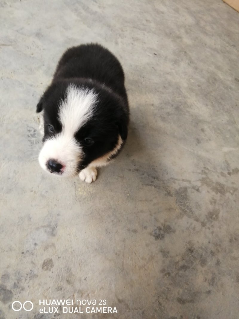 纯种边境牧羊犬
