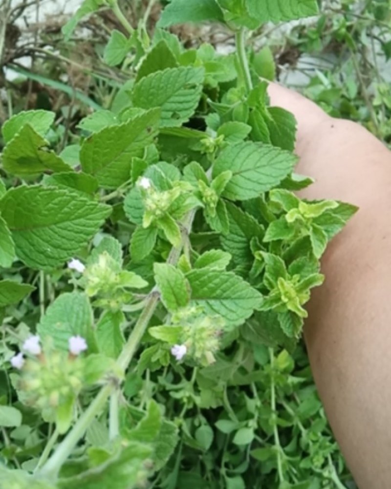 野生薄荷大别山特产野生中药材不是野生不要钱