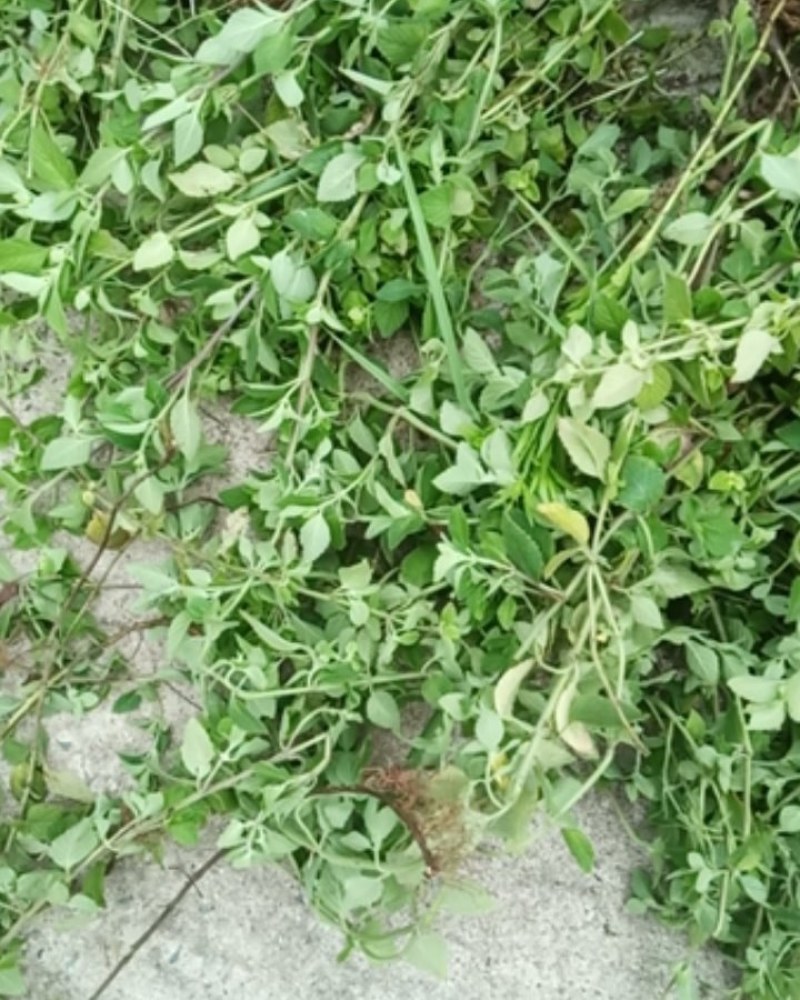 野生薄荷大别山特产野生中药材不是野生不要钱