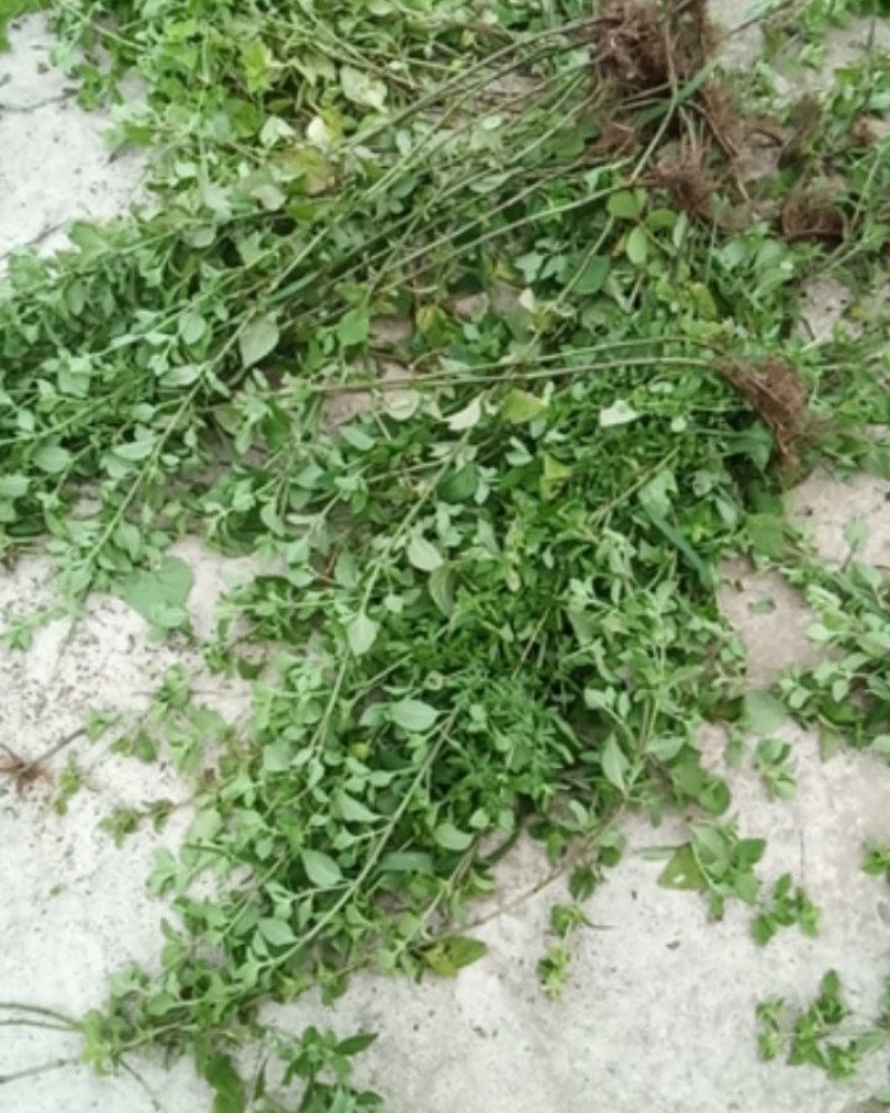 野生薄荷大别山特产野生中药材不是野生不要钱