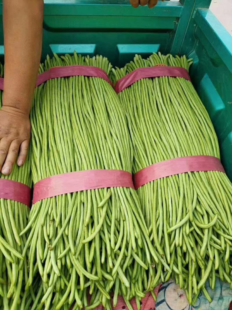 【新鲜豇豆】河北豇豆脆豇豆大量上市价格优惠欢迎咨询