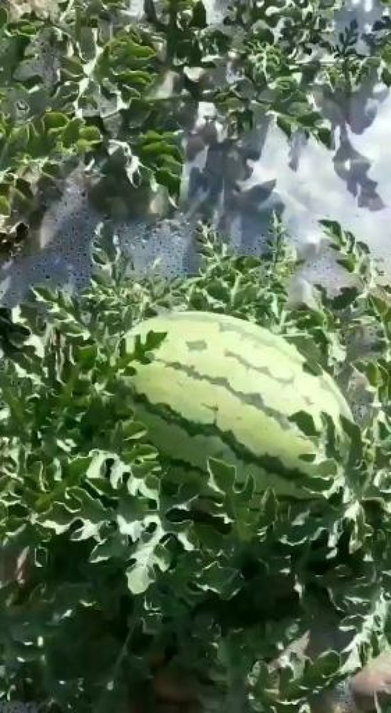 甘肃白银靖远旱砂地西瓜
