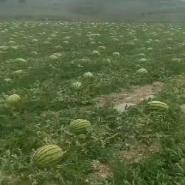甘肃白银靖远旱砂地西瓜