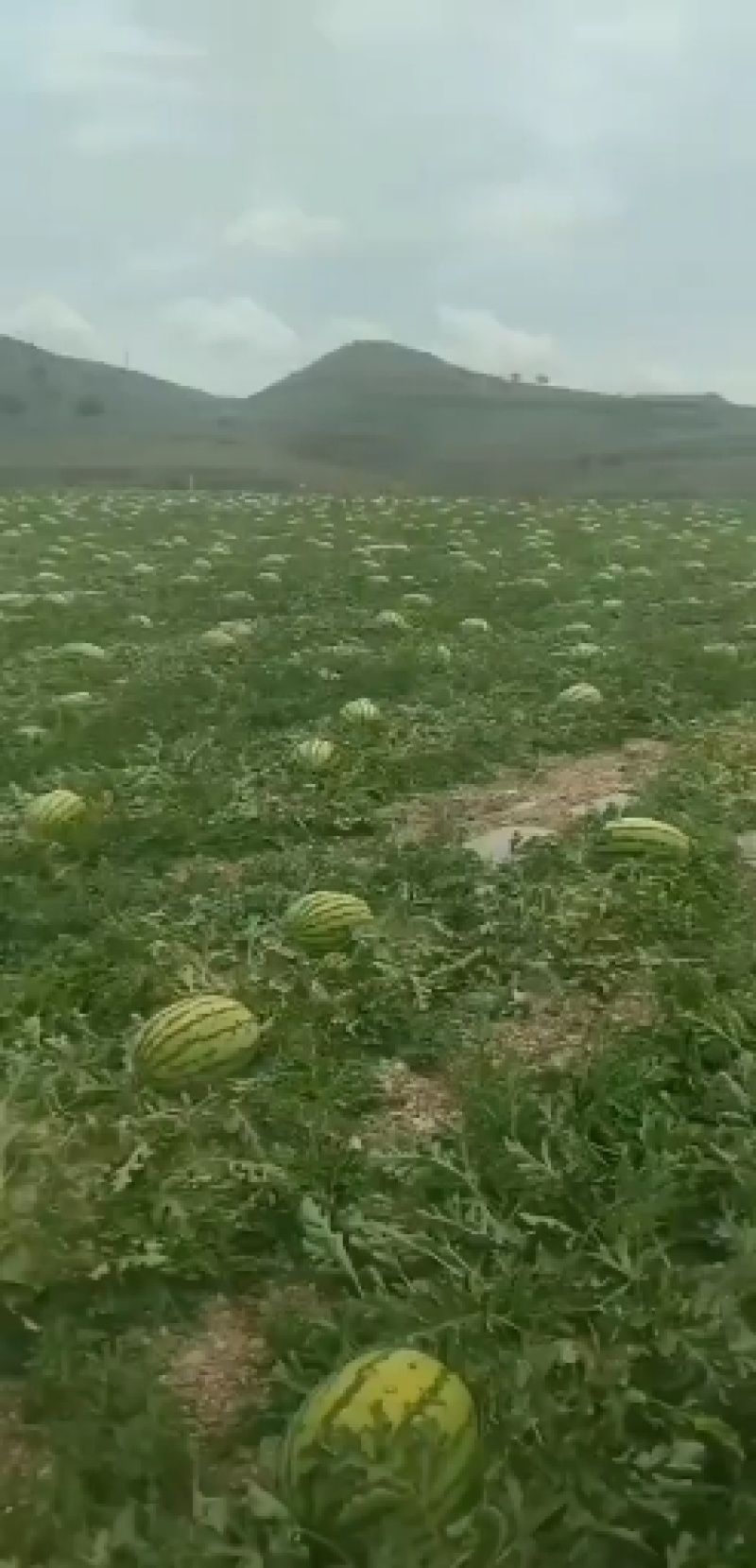 甘肃白银靖远旱砂地西瓜