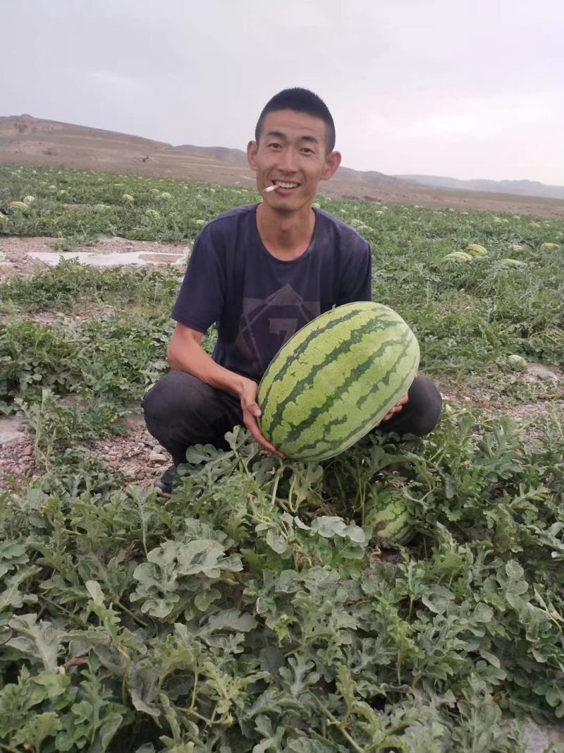 甘肃白银靖远旱砂地西瓜