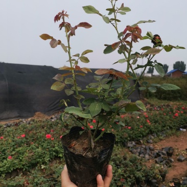 基地直供丰花、大花、欧月系列月季16*16杯苗，价格美丽