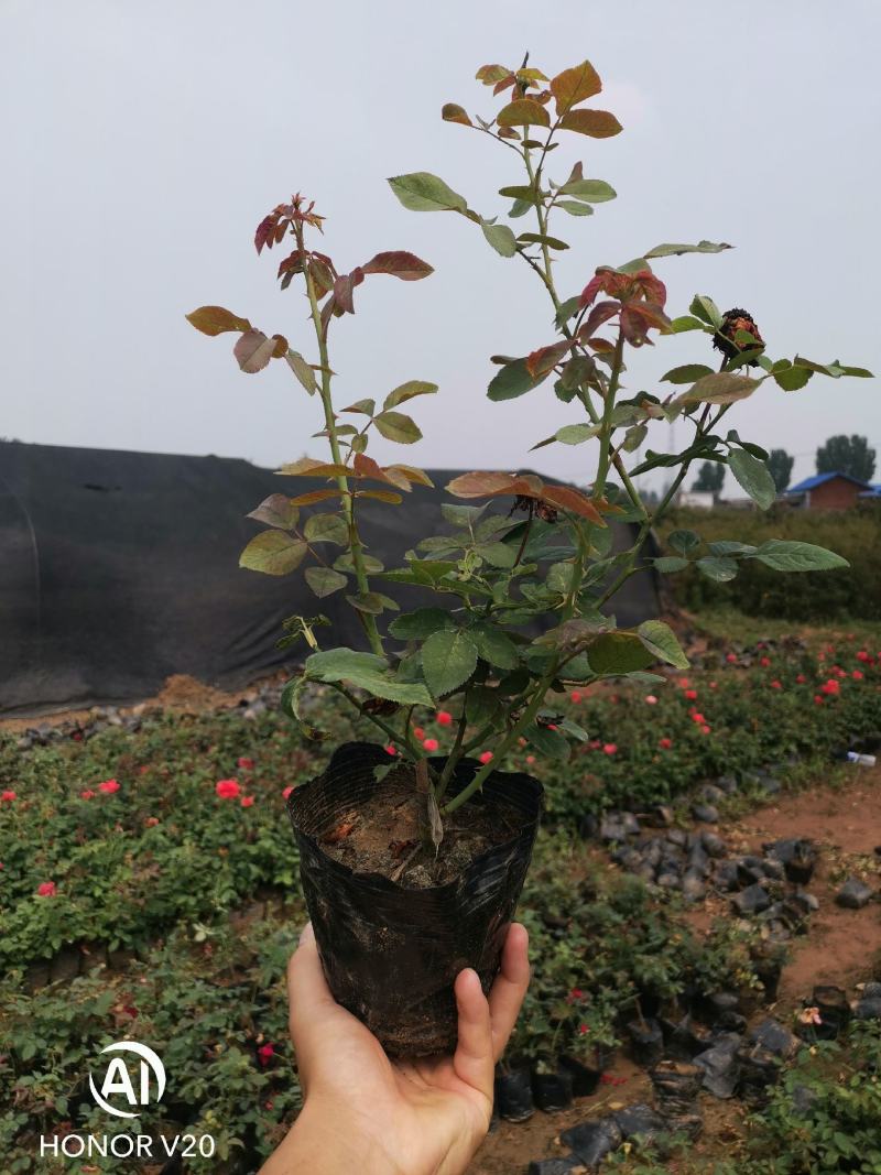 基地直供丰花、大花、欧月系列月季16*16杯苗，价格美丽