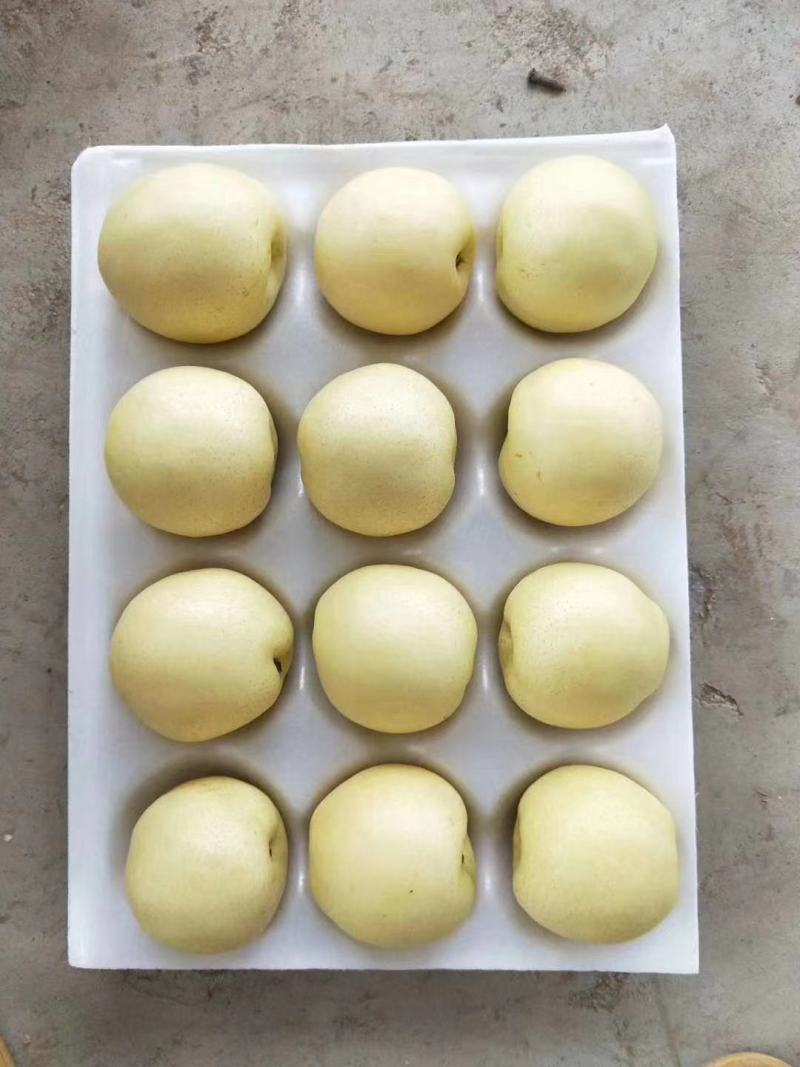 黄金梨一手货量充足，保质保量，量大便宜，欢迎砸单