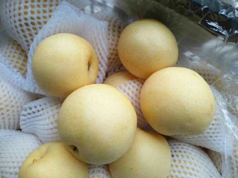 黄金梨一手货量充足，保质保量，量大便宜，欢迎砸单