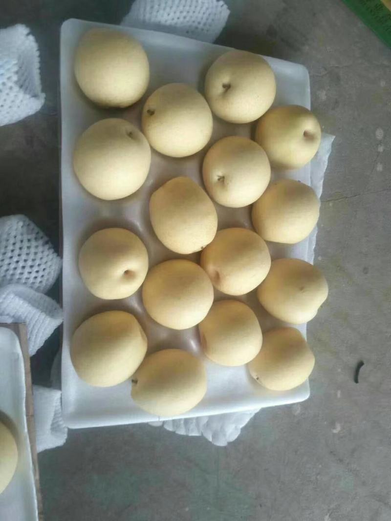 黄金梨一手货量充足，保质保量，量大便宜，欢迎砸单