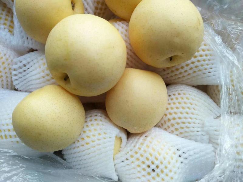 黄金梨一手货量充足，保质保量，量大便宜，欢迎砸单