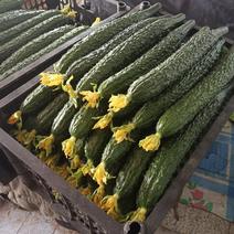 黄瓜，密刺黄瓜，产量同优，大量上市，价格优美，欢迎新老客