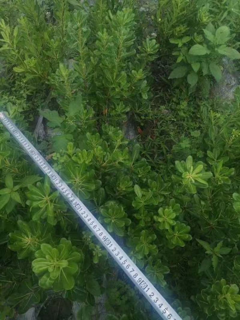 海桐地苗笼子好量大从优欢迎老板咨询考察