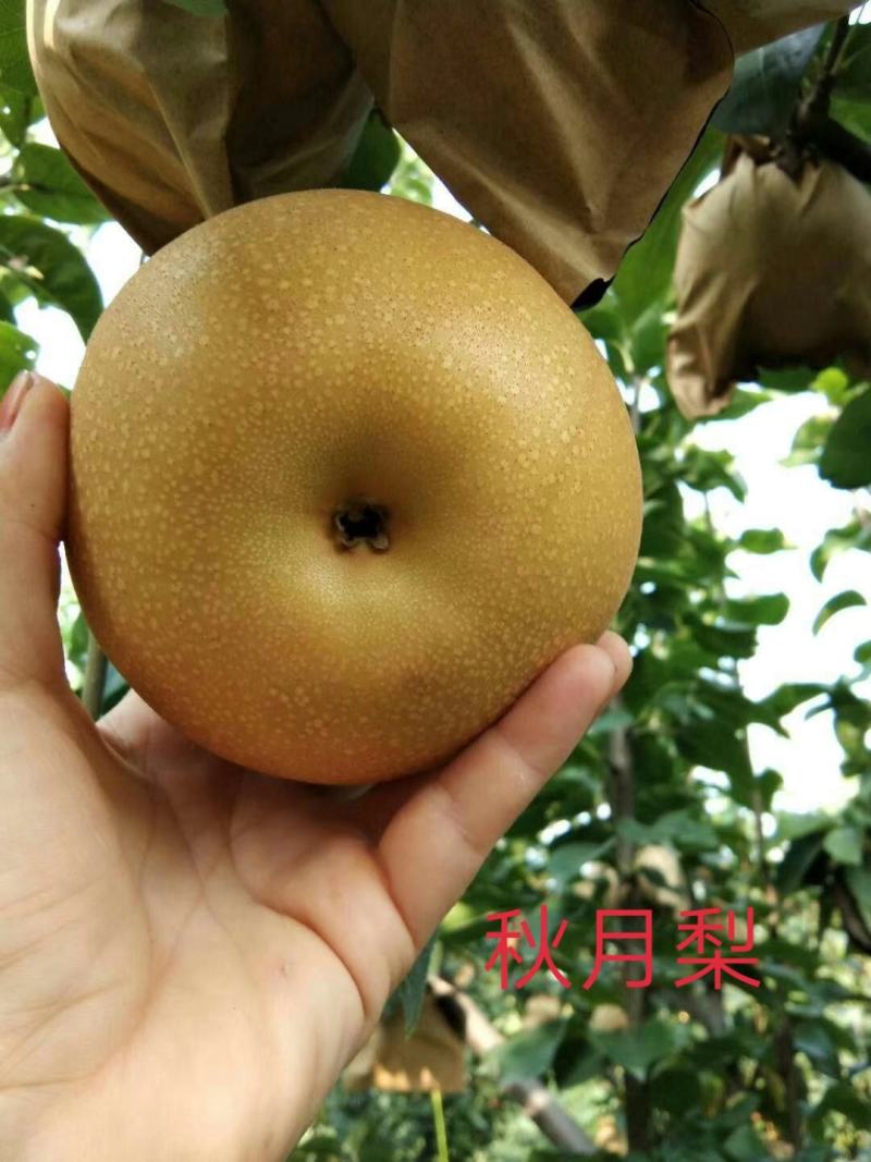 梨树苗0.8cm150~200cm包成活包教学
