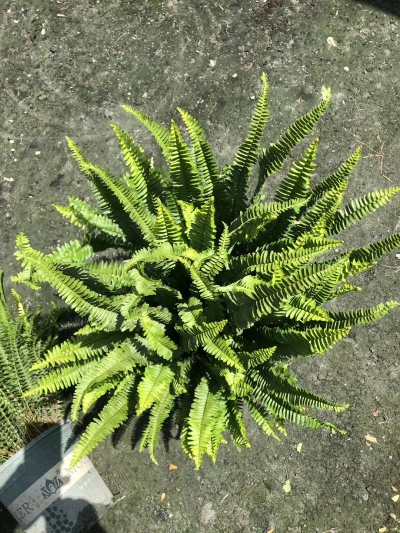 肾蕨16杯杯苗超饱满冠幅欢迎采购基地批发直销