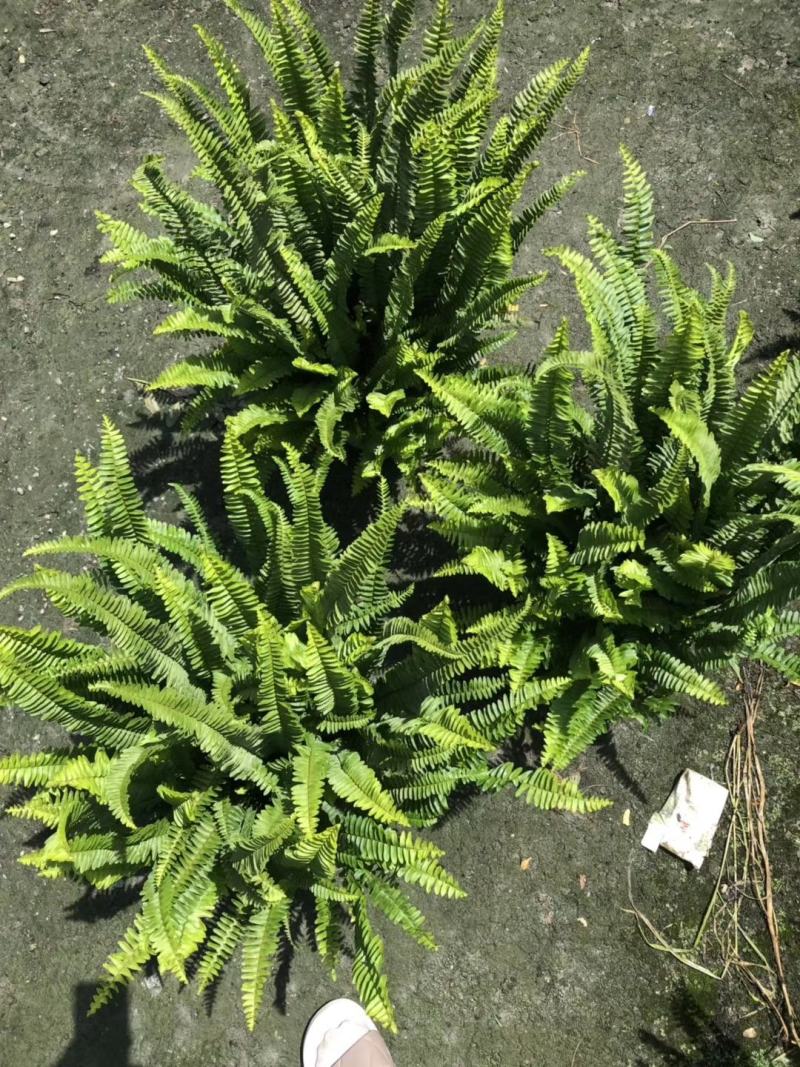 肾蕨16杯杯苗超饱满冠幅欢迎采购基地批发直销