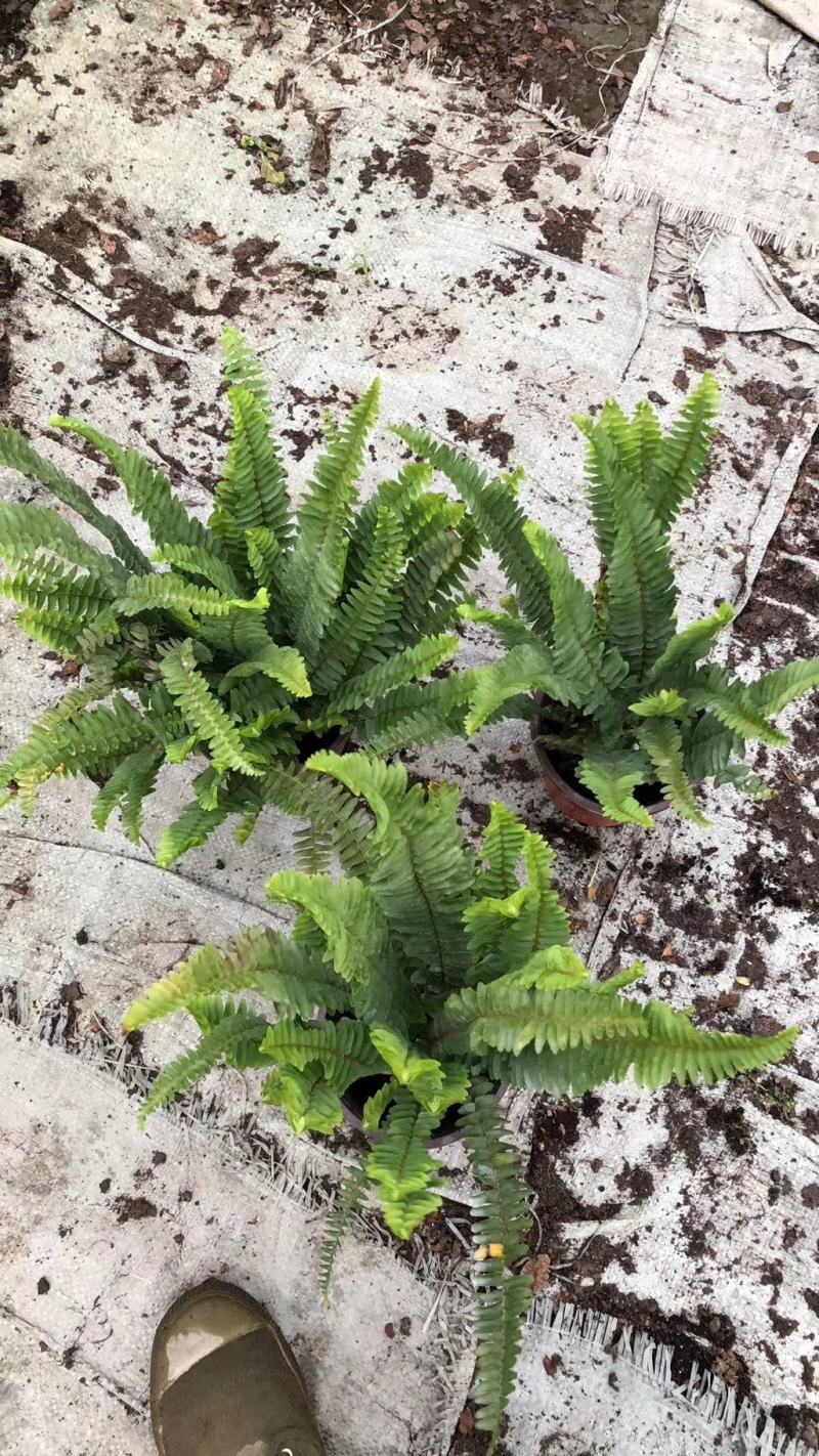 肾蕨16杯杯苗超饱满冠幅欢迎采购基地批发直销