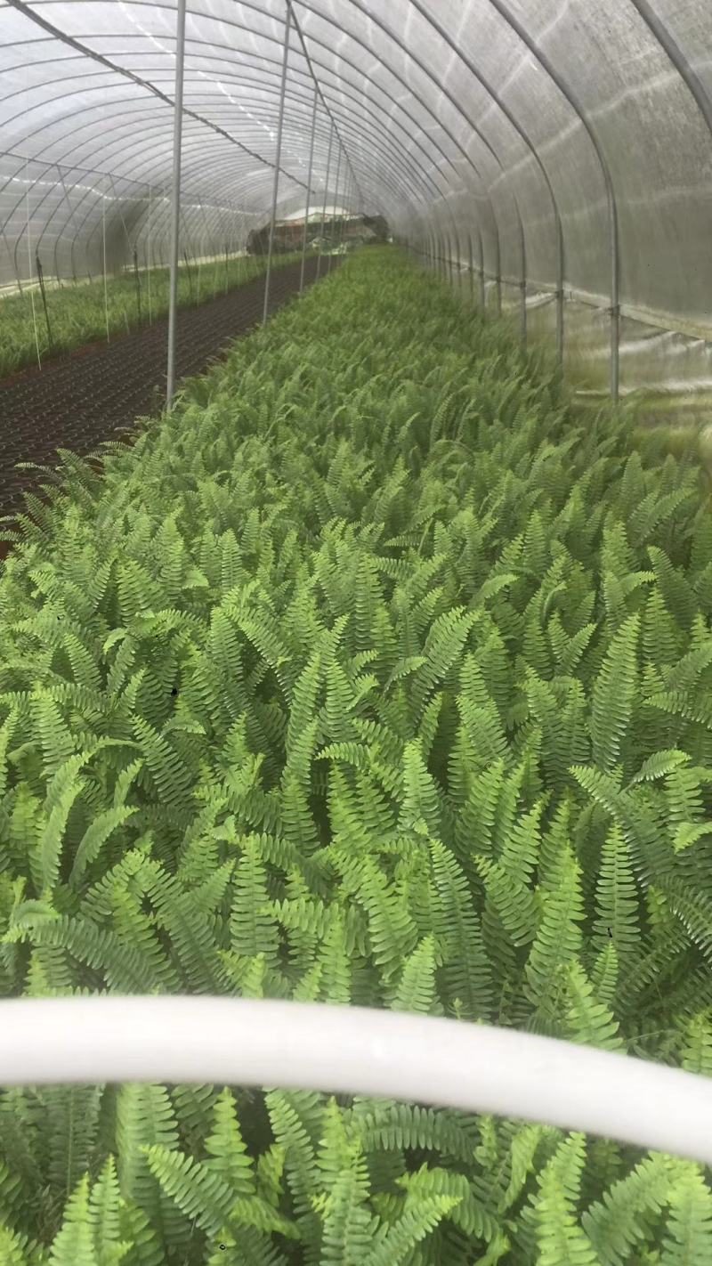 肾蕨16杯杯苗超饱满冠幅欢迎采购基地批发直销