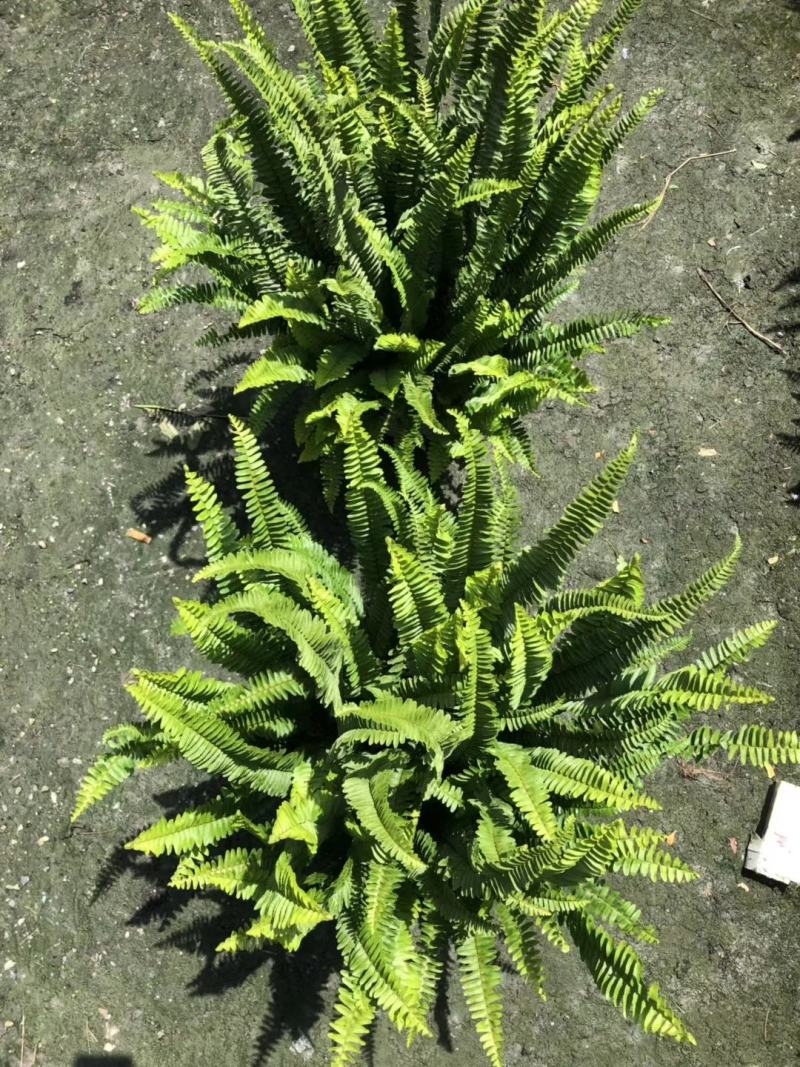 肾蕨16杯杯苗超饱满冠幅欢迎采购基地批发直销