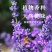 薰衣草新疆伊犁无硫散装香味浓郁无添加可泡水包邮