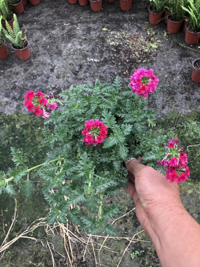 美女樱杯苗美女樱花色多可供任意挑选欢迎联系