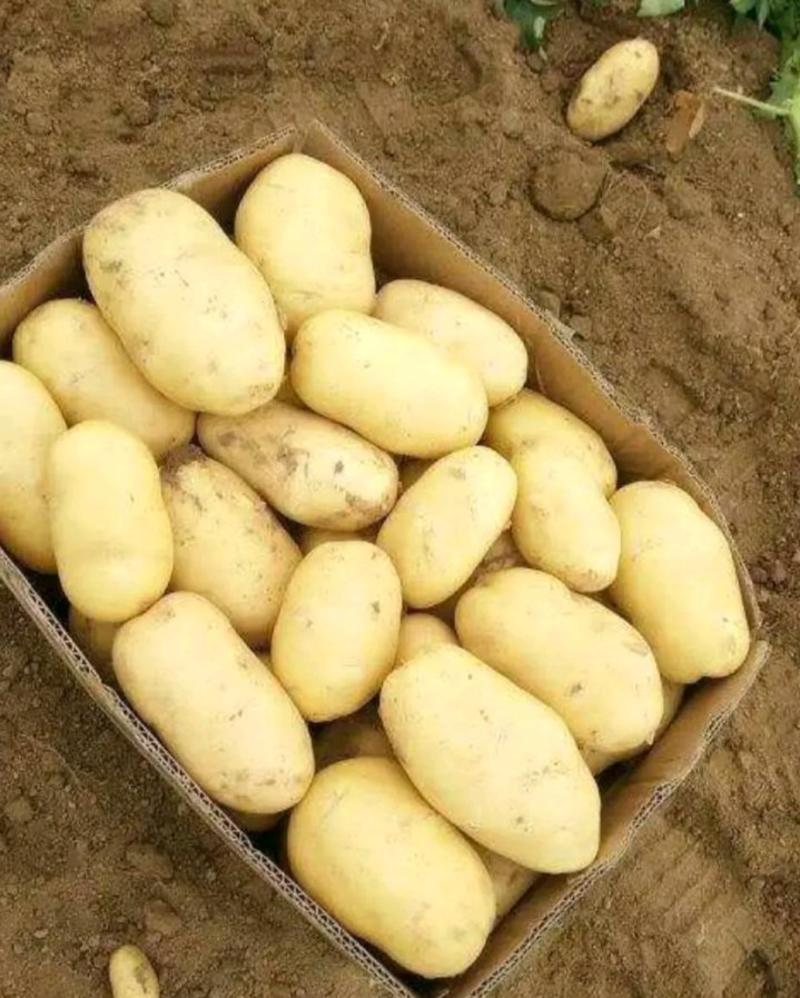 土豆/荷兰十五土豆/鲜货大量上市，万亩良田，沙土地品相好！