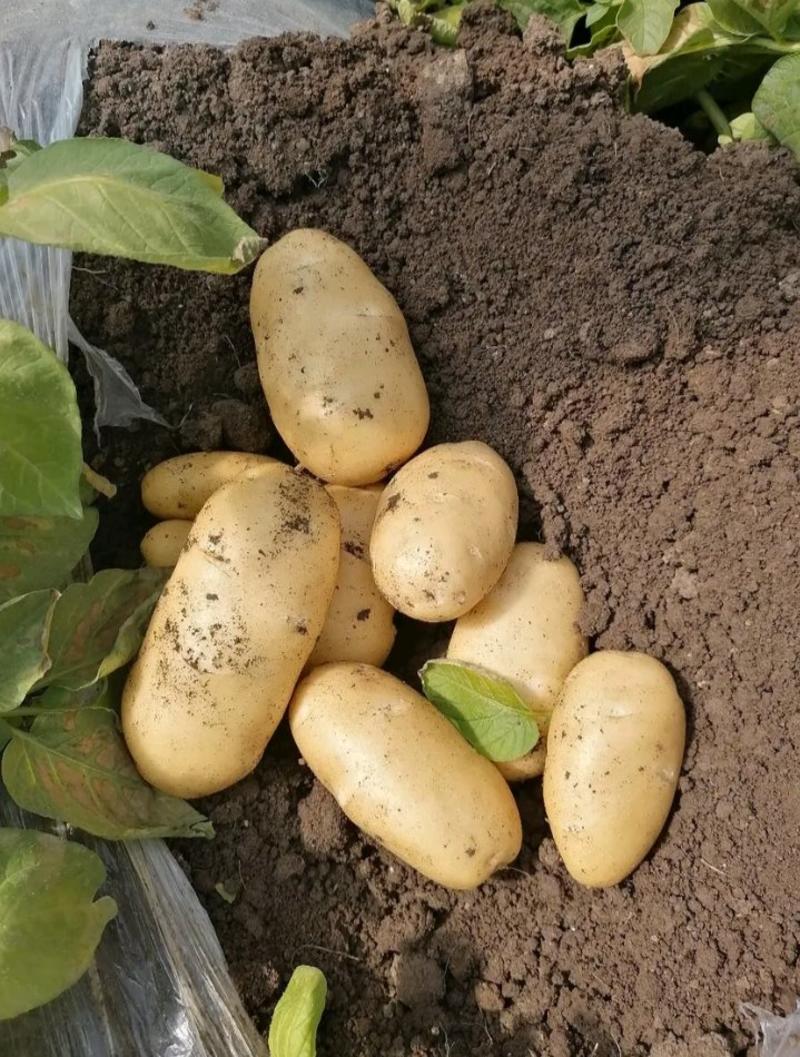 土豆/荷兰十五土豆/鲜货大量上市，万亩良田，沙土地品相好！