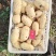 土豆/荷兰十五土豆/鲜货大量上市，万亩良田，沙土地品相好！