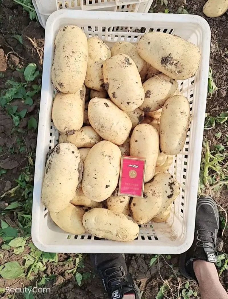 土豆/荷兰十五土豆/鲜货大量上市，万亩良田，沙土地品相好！
