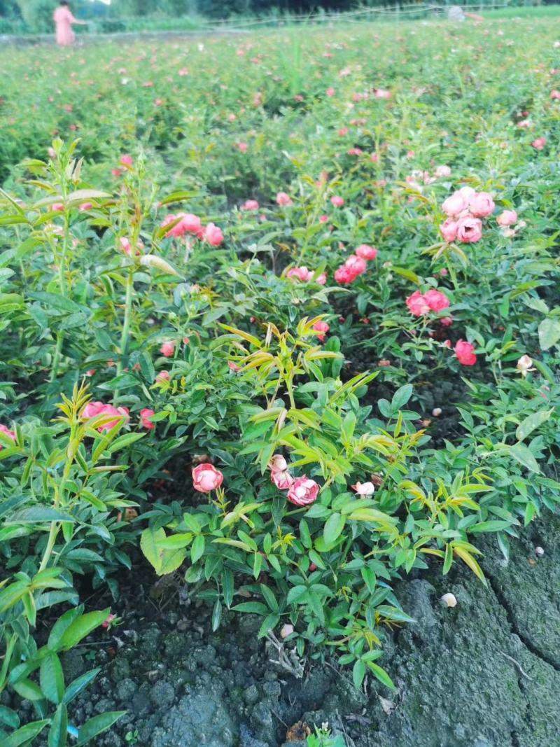 丰花月季杯苗花量多的丰花月季基地郫县丰花月季价格低