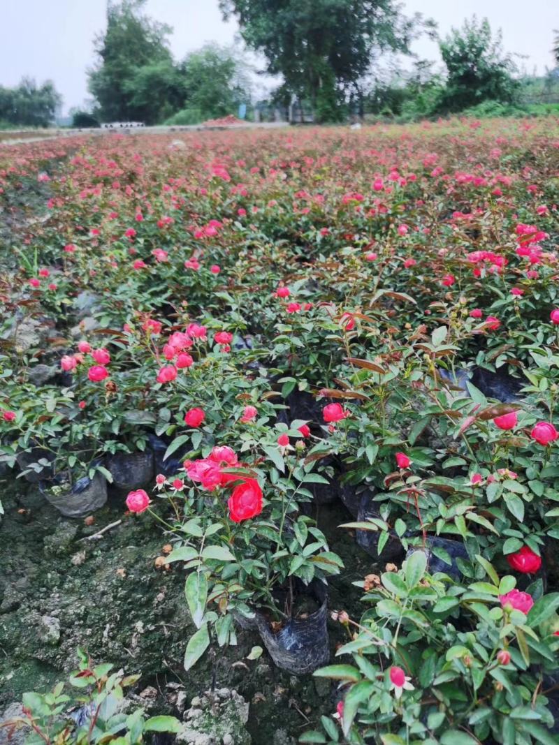 丰花月季杯苗花量多的丰花月季基地郫县丰花月季价格低