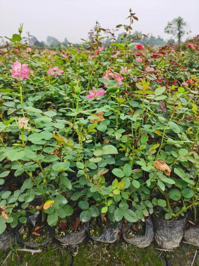 丰花月季杯苗花量多的丰花月季基地郫县丰花月季价格低