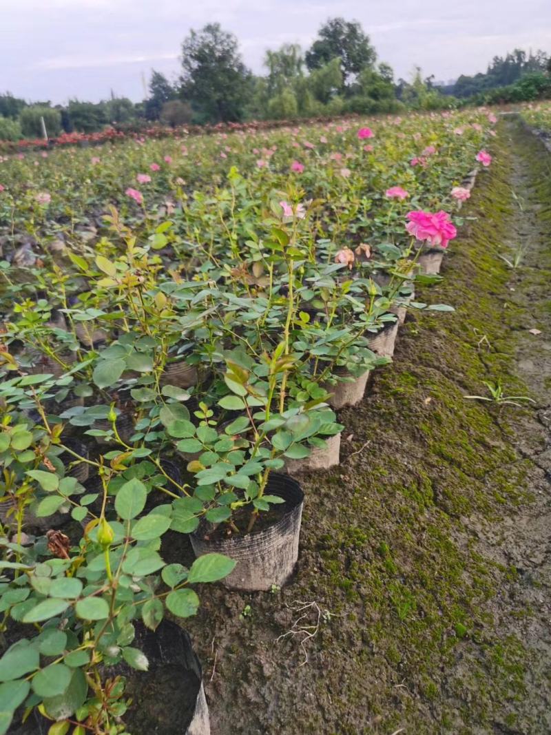 丰花月季杯苗花量多的丰花月季基地郫县丰花月季价格低