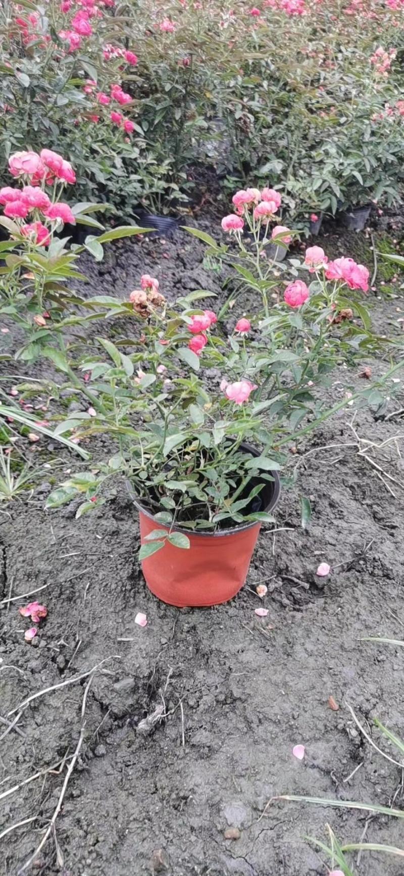 丰花月季杯苗花量多的丰花月季基地郫县丰花月季价格低