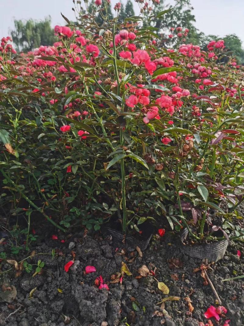 丰花月季杯苗花量多的丰花月季基地郫县丰花月季价格低