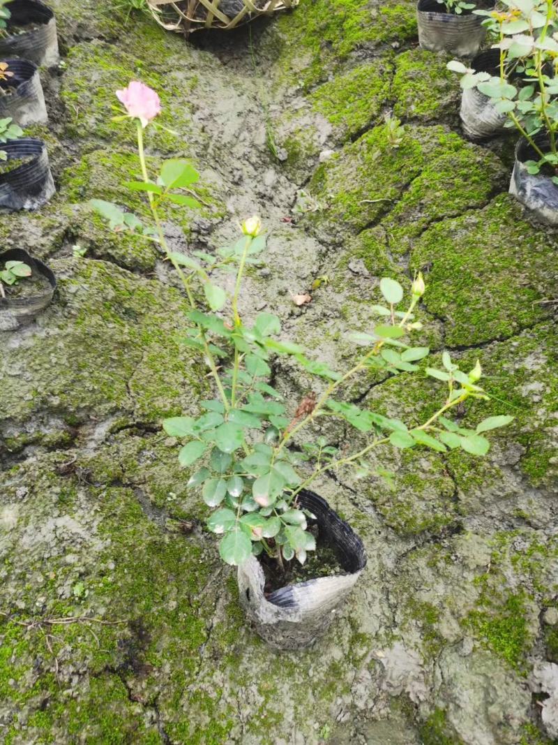 丰花月季杯苗花量多的丰花月季基地郫县丰花月季价格低