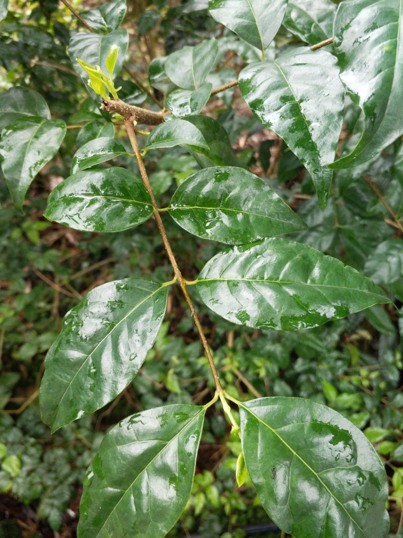 小叶苦丁茶老叶，大叶
