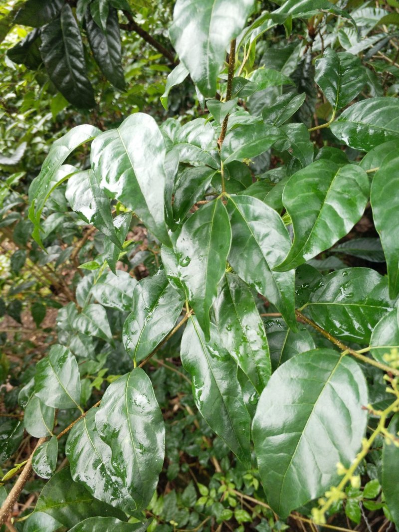 小叶苦丁茶老叶，大叶