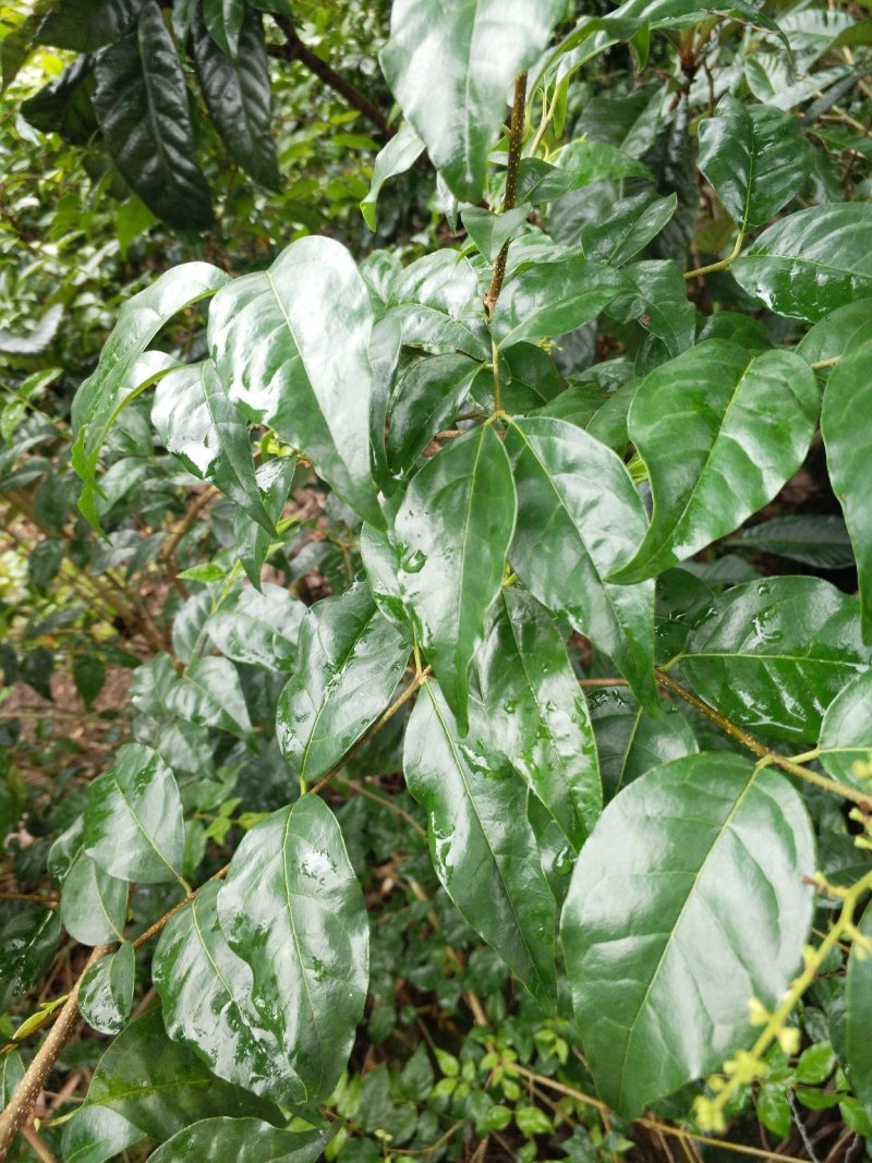 小叶苦丁茶老叶，大叶