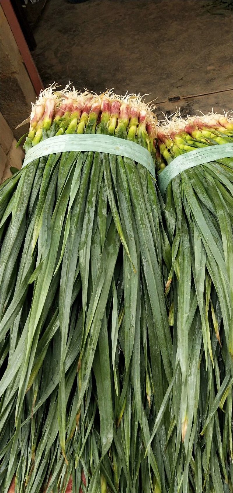 红根蒜苗60~70cm
