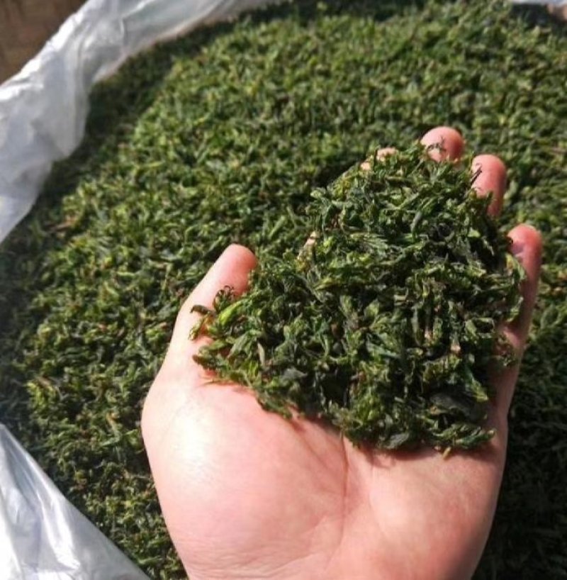 小叶苦丁茶头采米芽自产自销