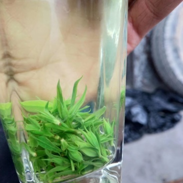 小叶苦丁茶头采米芽自产自销