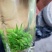 小叶苦丁茶头采米芽自产自销