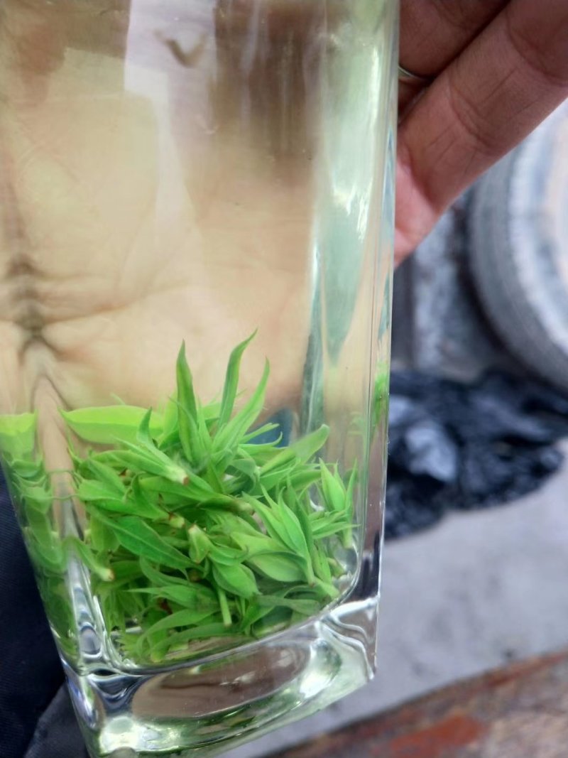 小叶苦丁茶头采米芽自产自销