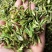 小叶苦丁茶头采米芽自产自销